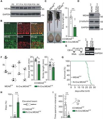 MEA6 Deficiency Impairs Cerebellar Development and Motor Performance by Tethering Protein Trafficking